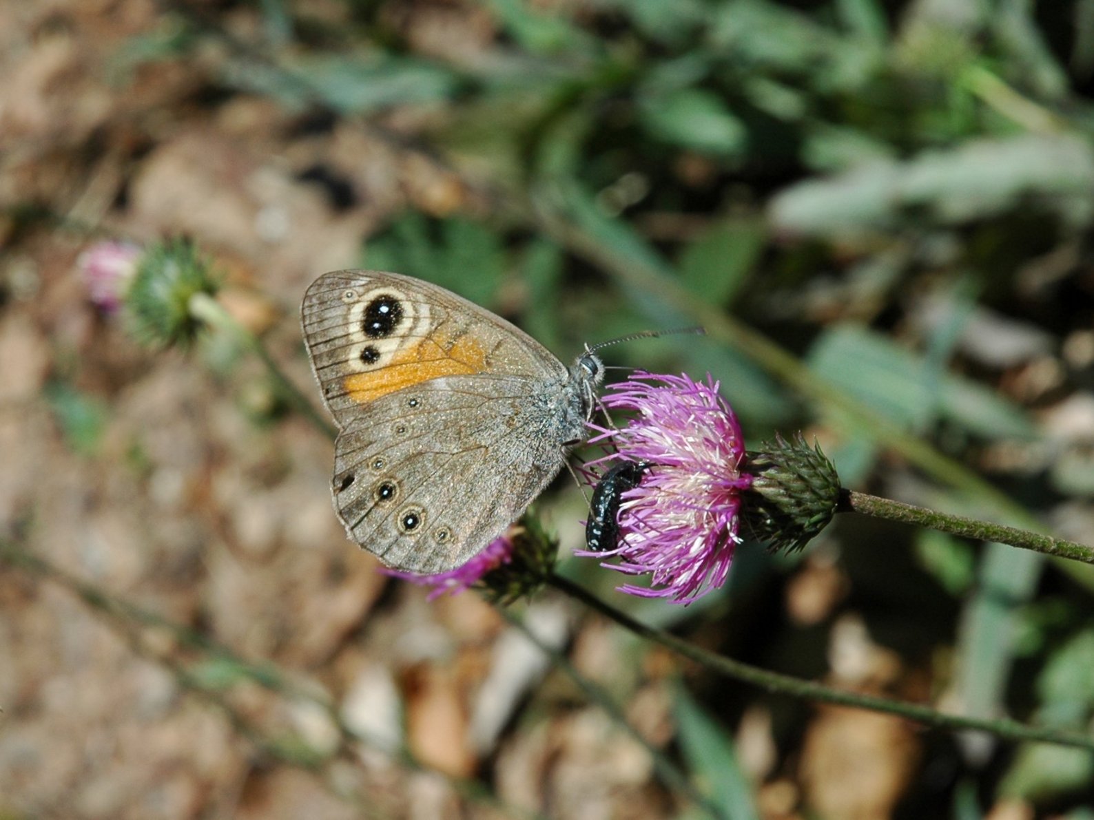 Lasiommata maera